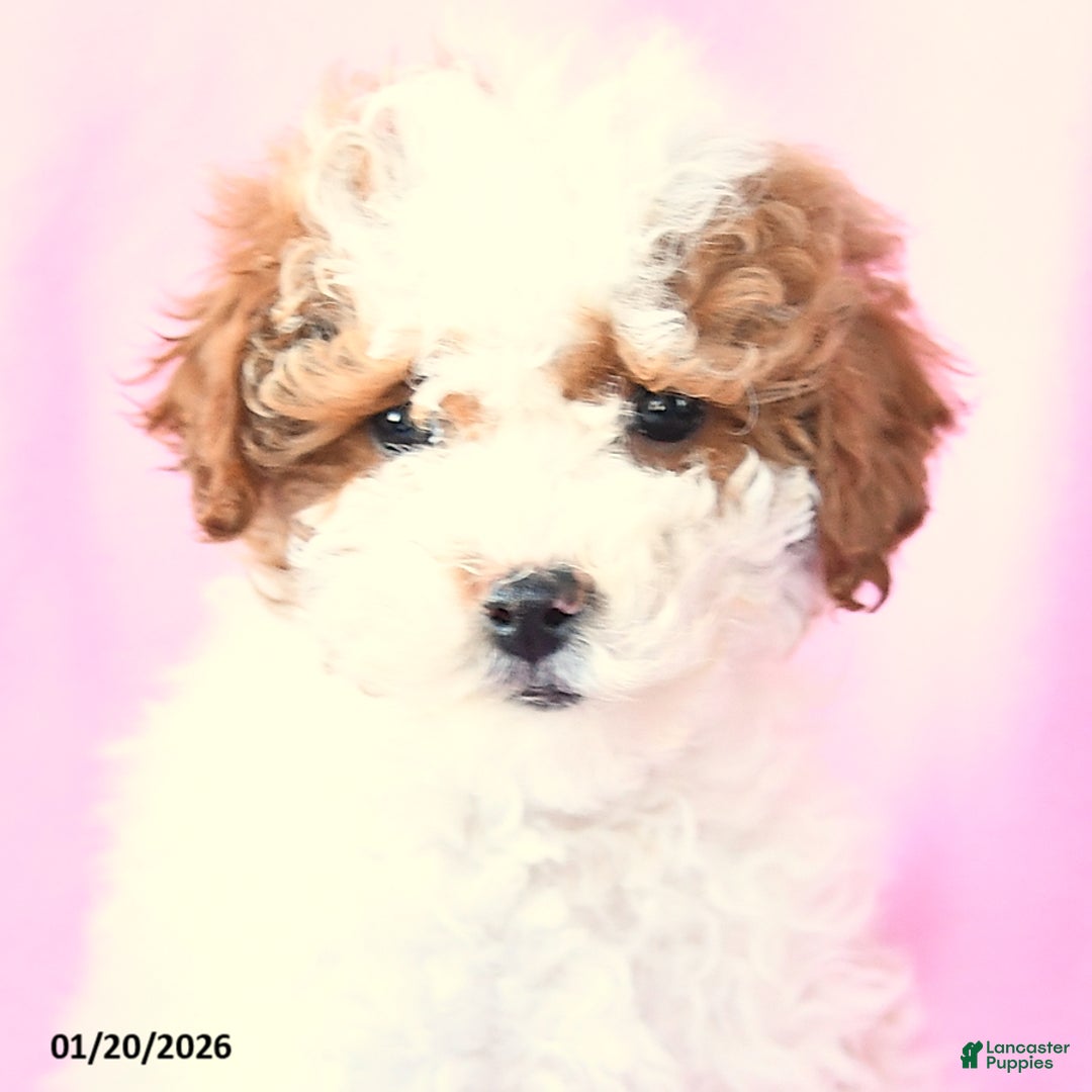 Toy Poodle dogs for sale: Rain - Ad 4