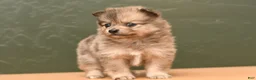 Pomeranian dogs for sale: Lilac - Ad 1