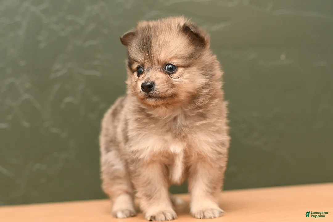 Pomeranian dogs for sale: Lilac - Ad 1