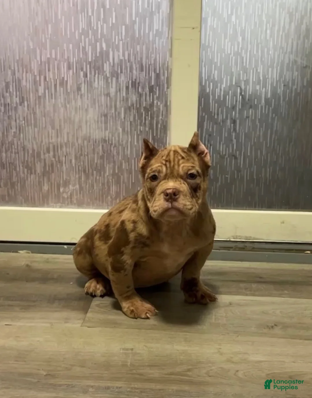 American Bully dogs for sale: American Bully Puppy 1 - Ad 4