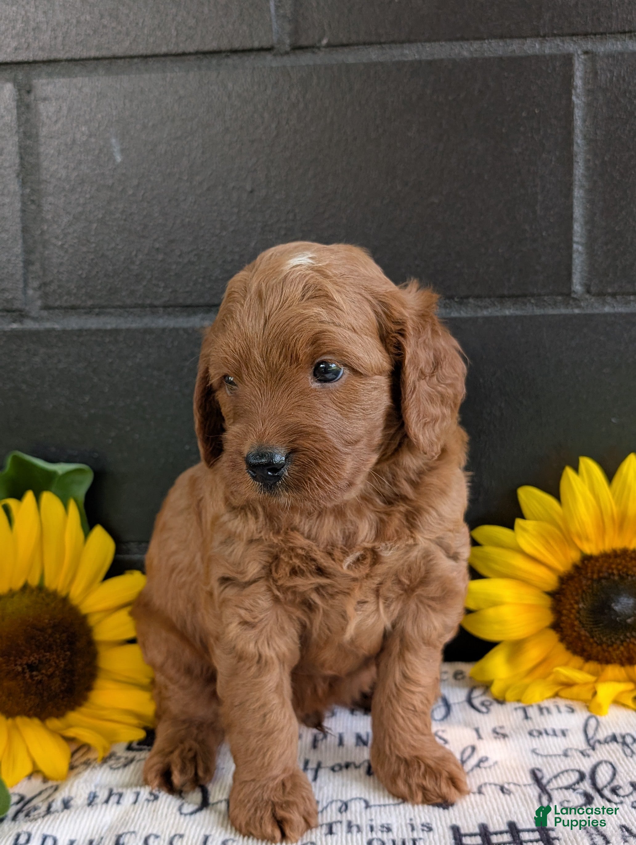Mini Goldendoodle dogs Mini-Marlo - Ad 2
