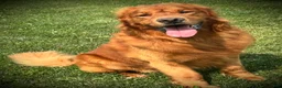 Golden Retriever dogs for stud: Kinser - Ad 3