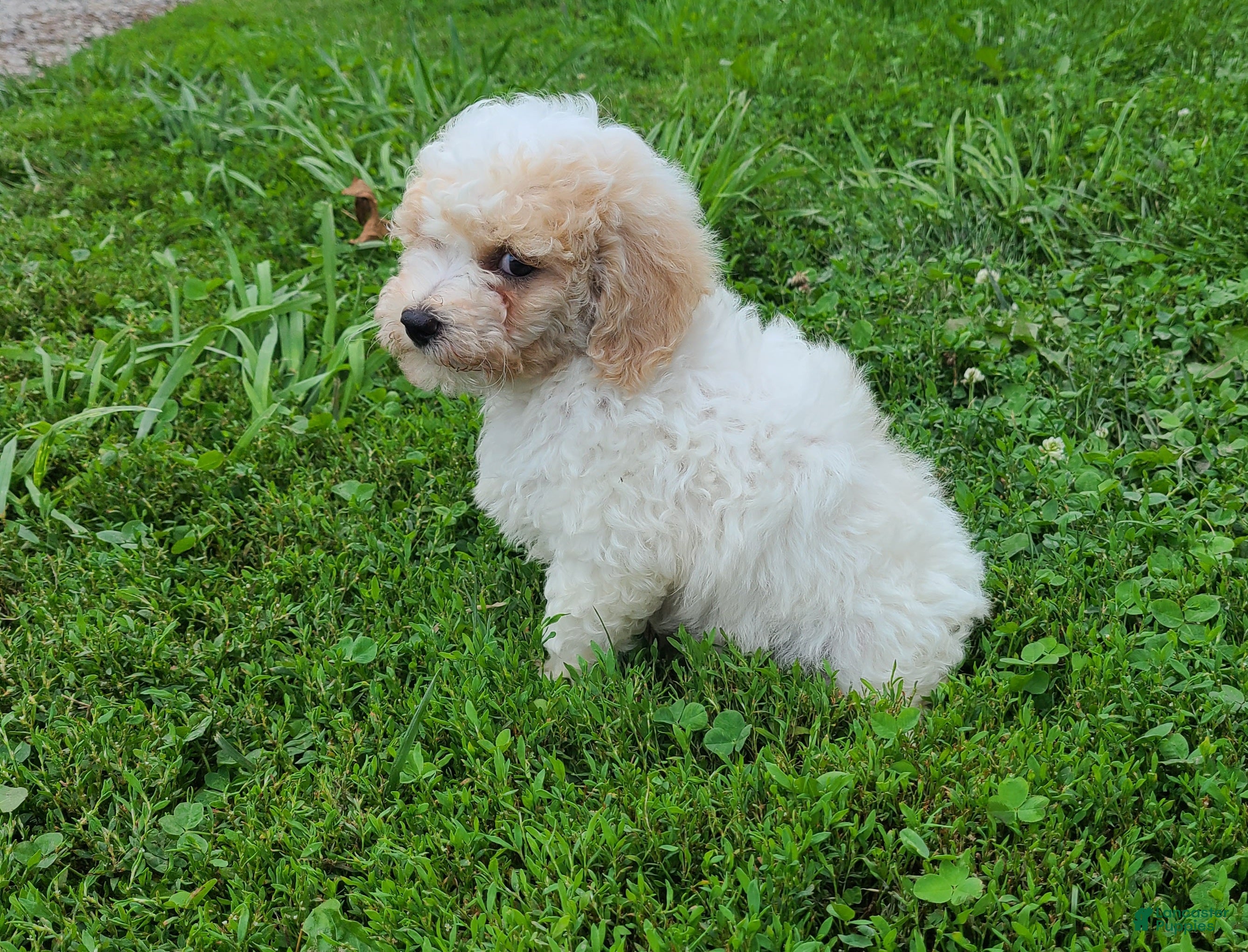 Bichpoo dogs Snowball  - Ad 2