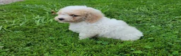 Bichpoo dogs for sale: Snowball  - Ad 2