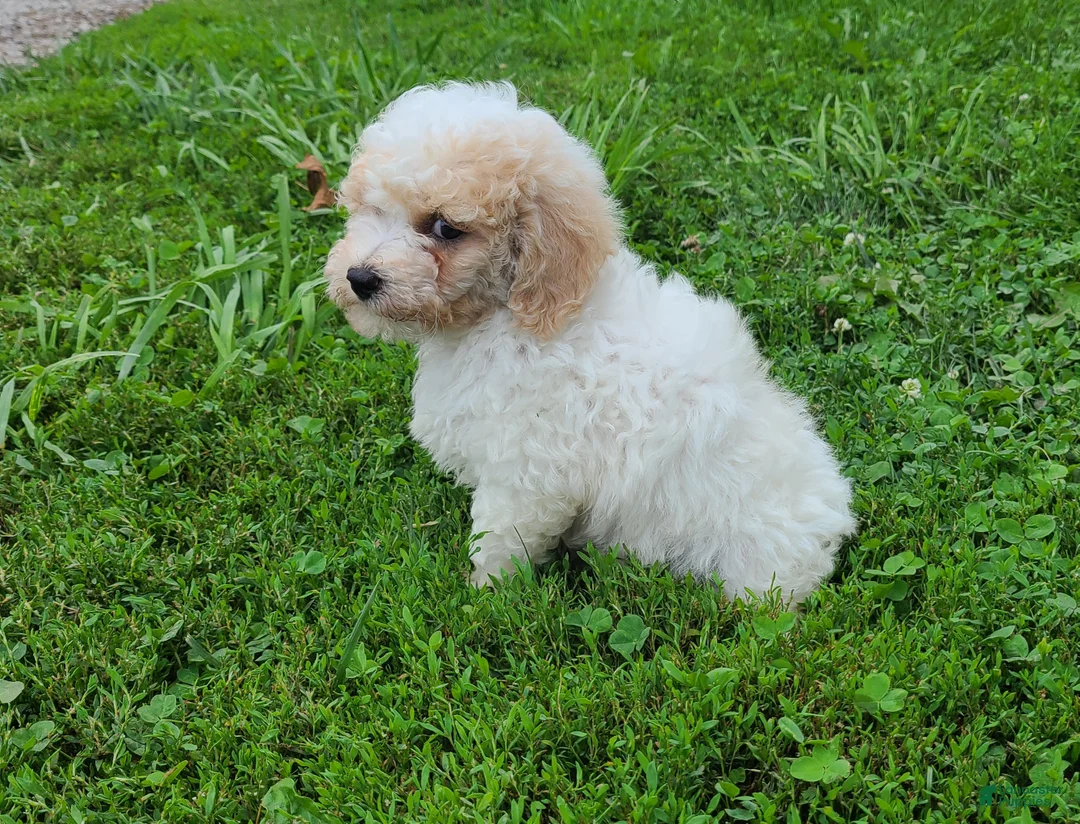 Bichpoo dogs for sale: Snowball  - Ad 2
