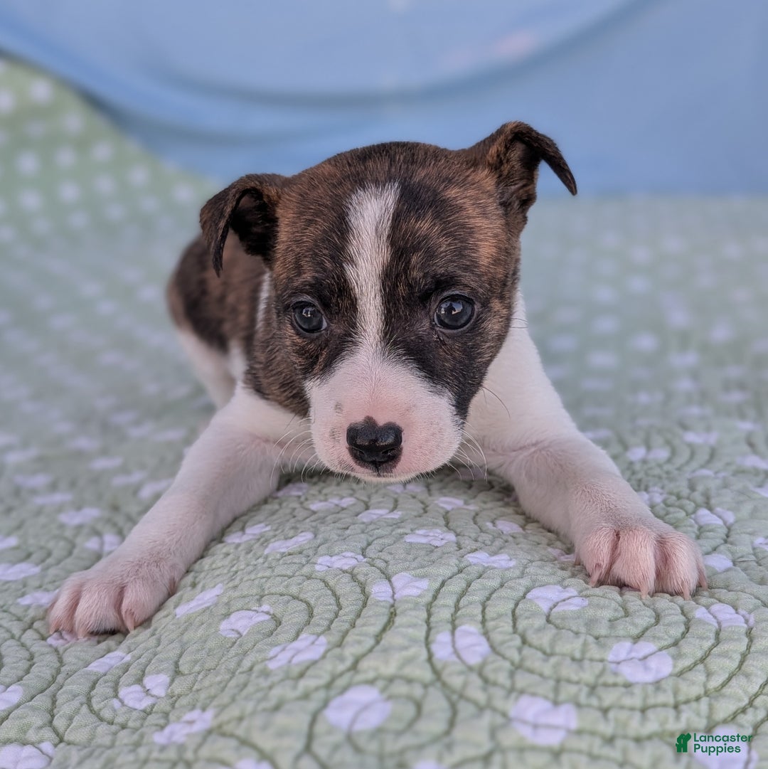 Rat Terrier dogs for sale: Chai - Ad 8