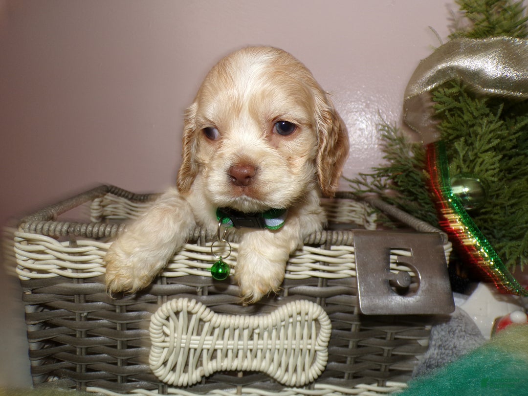 Cocker Spaniel dogs for sale: Cocker Spaniel Puppy 6 Madiline - Ad 2