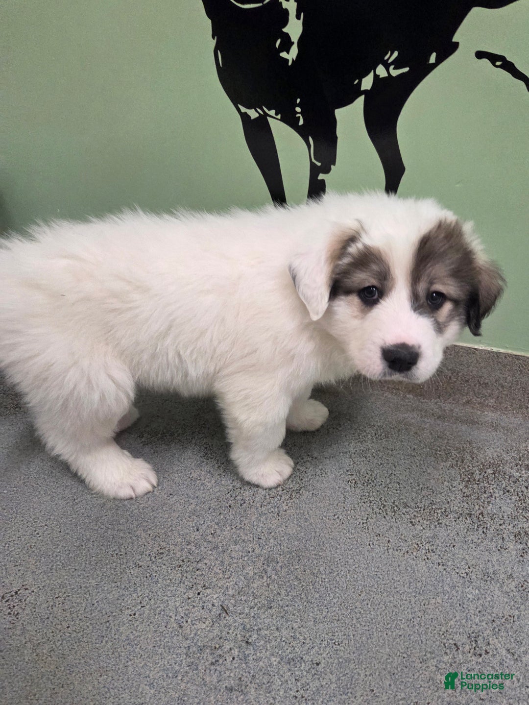 Great Pyrenees dogs for sale: Patrick - Ad 9
