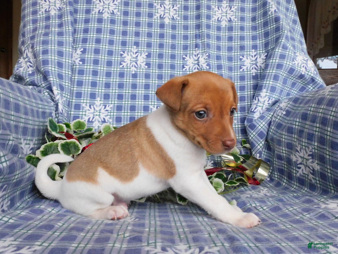 Jack Russell Terrier dogs for sale: Charlie - Ad 4