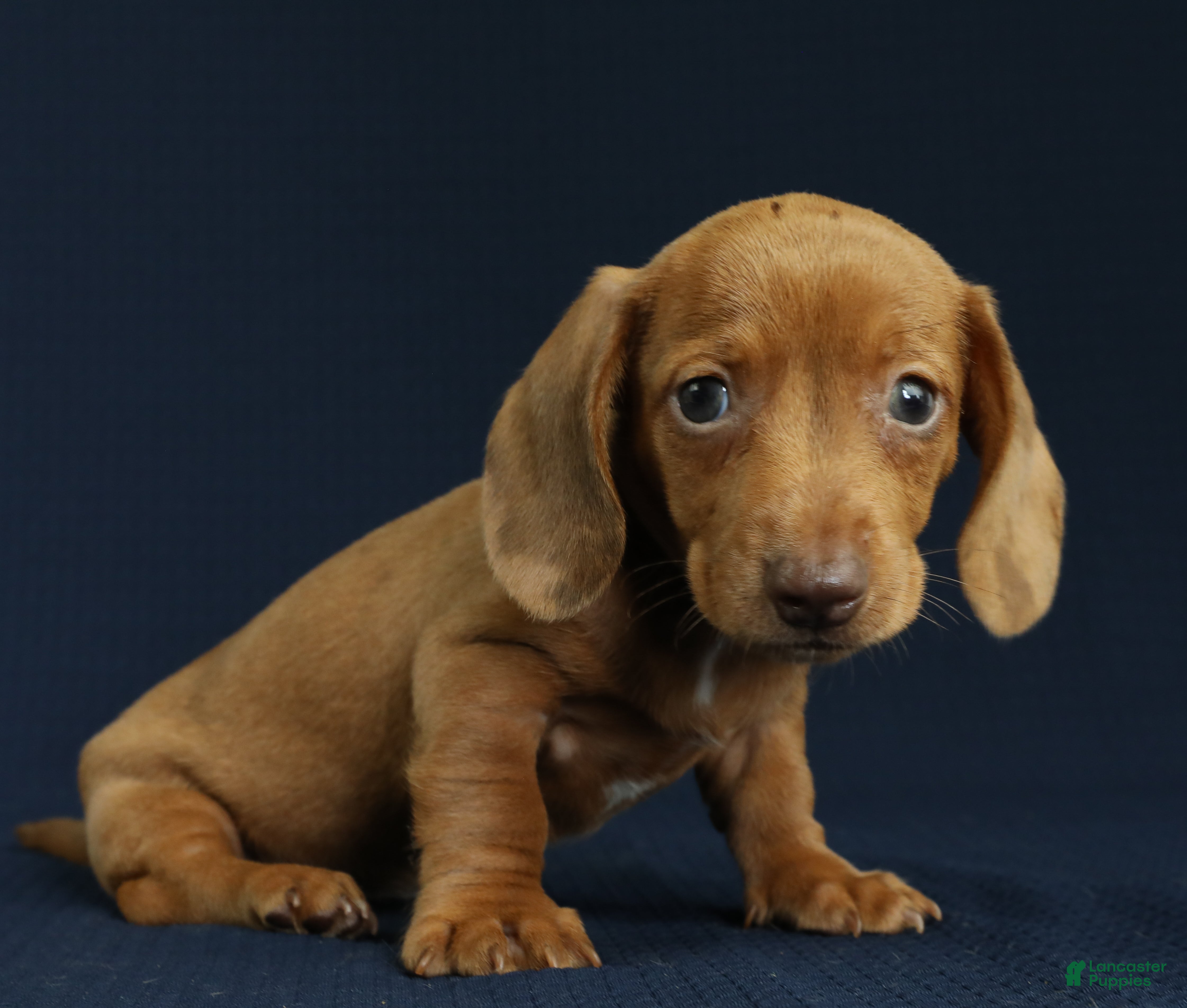 Miniature Dachshund dogs Cove 🌊 - Ad 2