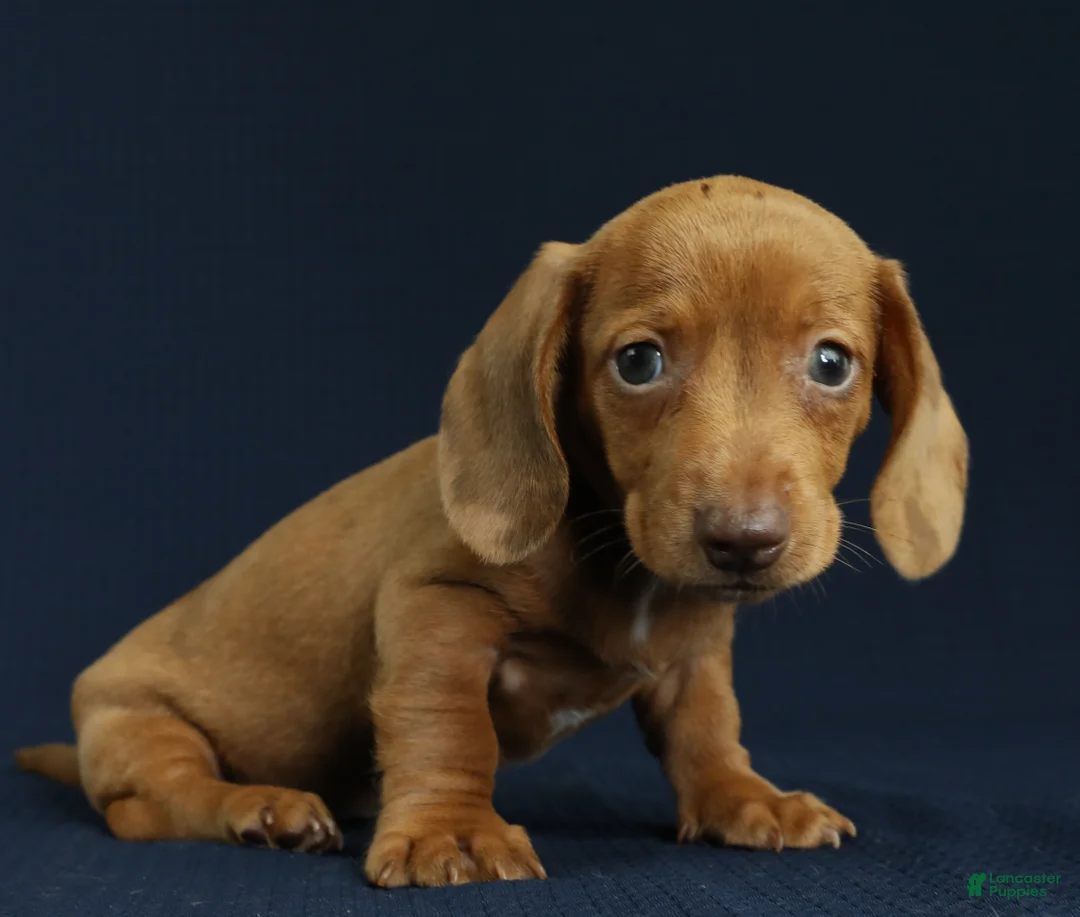 Miniature Dachshund dogs for sale: Cove 🌊 - Ad 2