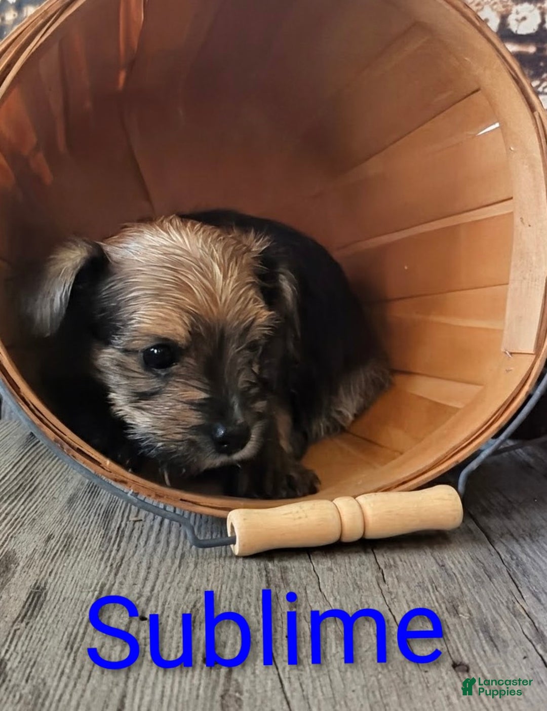 Yorkshire Terrier dogs for sale: Sublime - Ad 3
