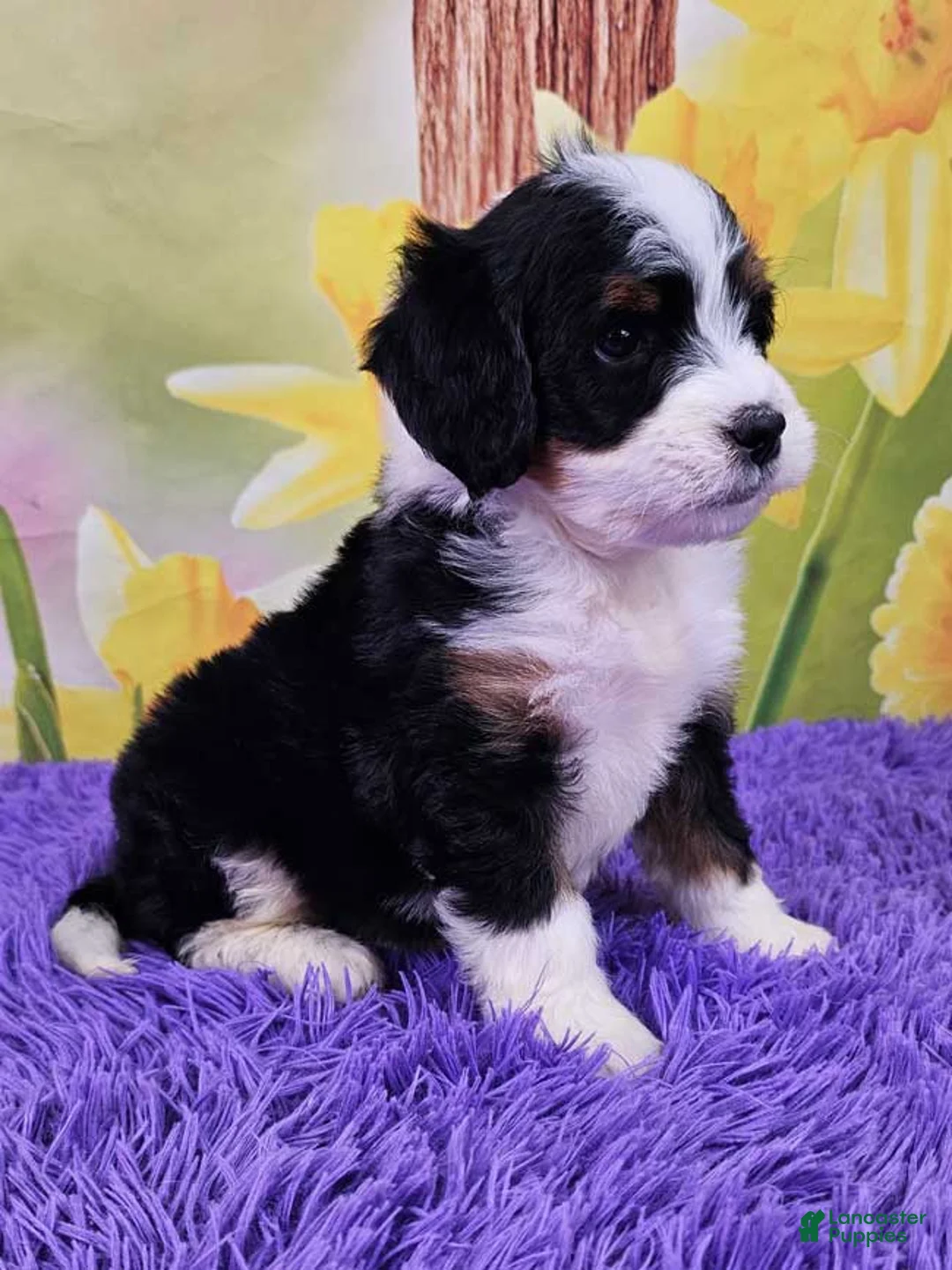 Mini Bernedoodle dogs for sale: Bernina - Ad 2