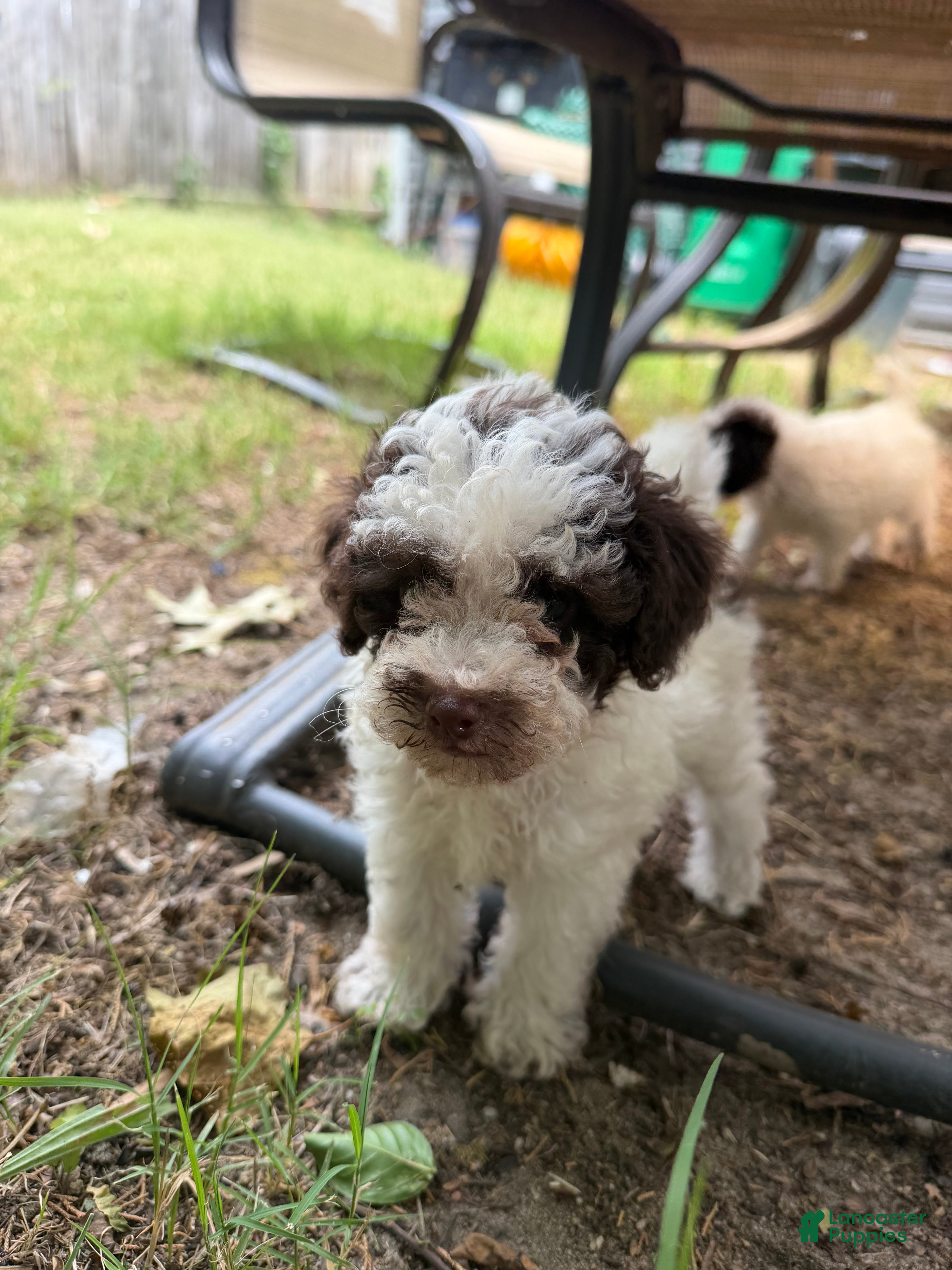 Toy Poodle dogs Max - Ad 1