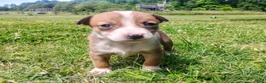 Mixed Breed Puppy 7