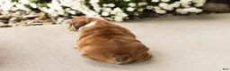English Bulldog dogs for sale: Bailey  - Ad 8