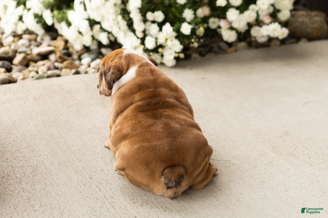 English Bulldog dogs for sale: Bailey  - Ad 8