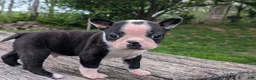 Boston Terrier dogs for sale: Peanut - Ad 1