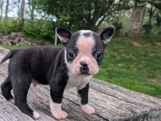 Boston Terrier dogs for sale: Peanut - Ad 2
