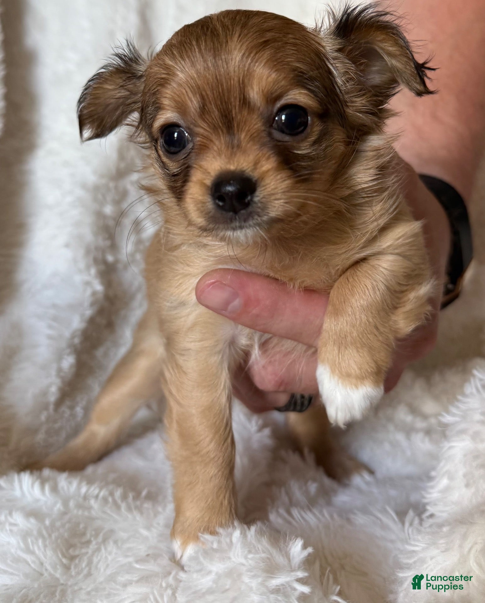 Chihuahua dogs Francesca (Frannie) - Ad 21