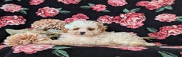 Toy Poodle dogs for sale: Kelcy - Ad 4