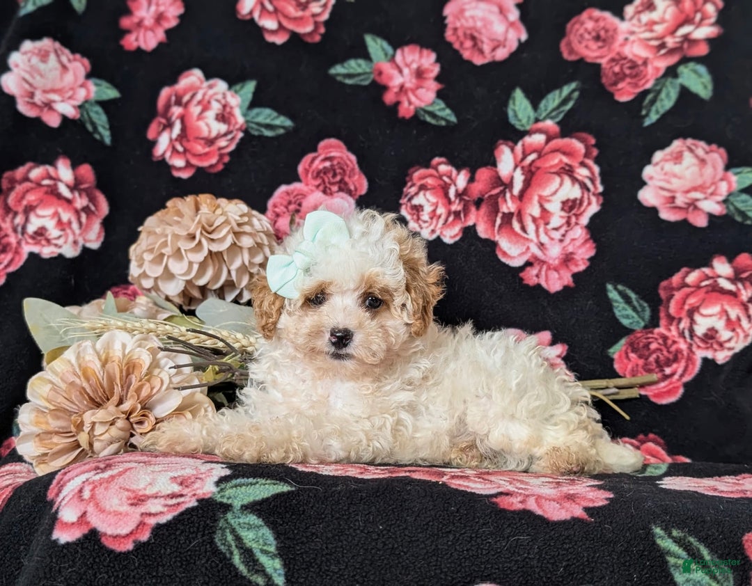 Toy Poodle dogs for sale: Kelcy - Ad 4