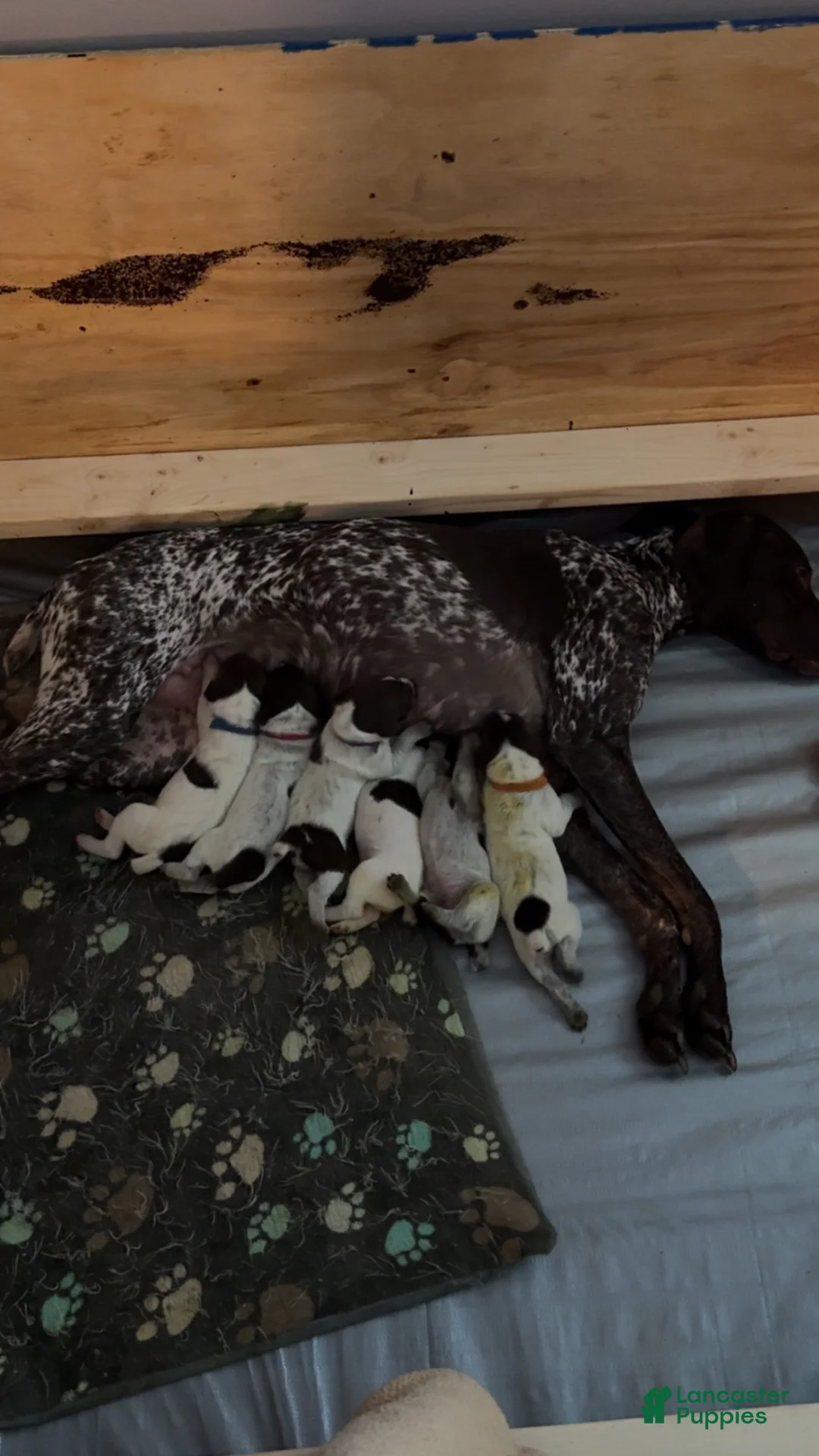 German Shorthaired Pointer dogs for sale: German Shorthaired Pointer Puppy 5 - Ad 3