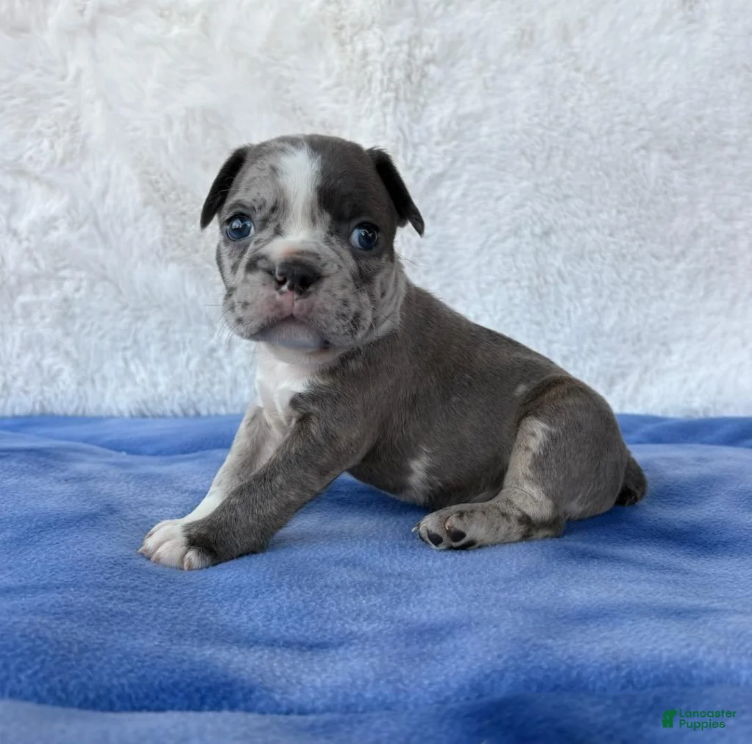 Frenchton dogs for sale: Blake  - Ad 2