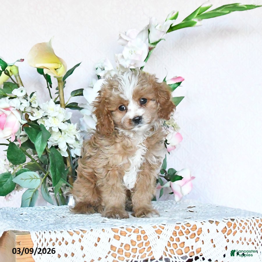 Cavapoo dogs Kalvin - Ad 1