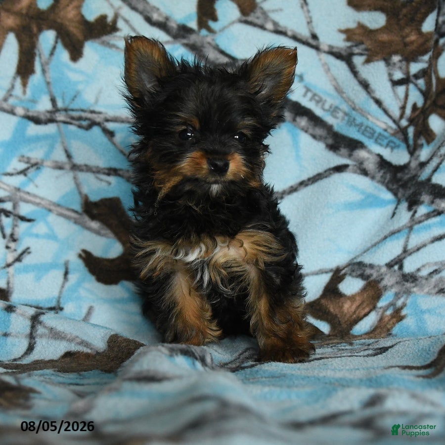 Yorkshire Terrier dogs Hamlet - Ad 2