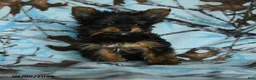 Yorkshire Terrier dogs for sale: Hamlet - Ad 2