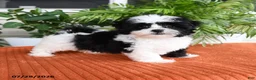 Malshi dogs for sale: Heather - Ad 4