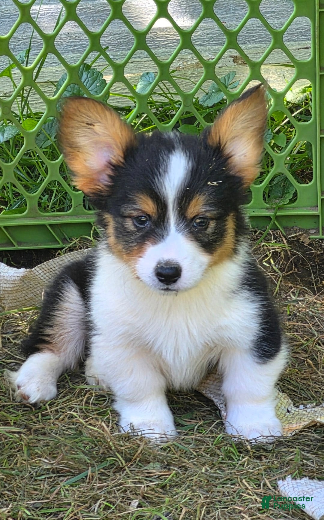 Welsh Corgi Pembroke dogs Duffy the fluffy - Ad 1