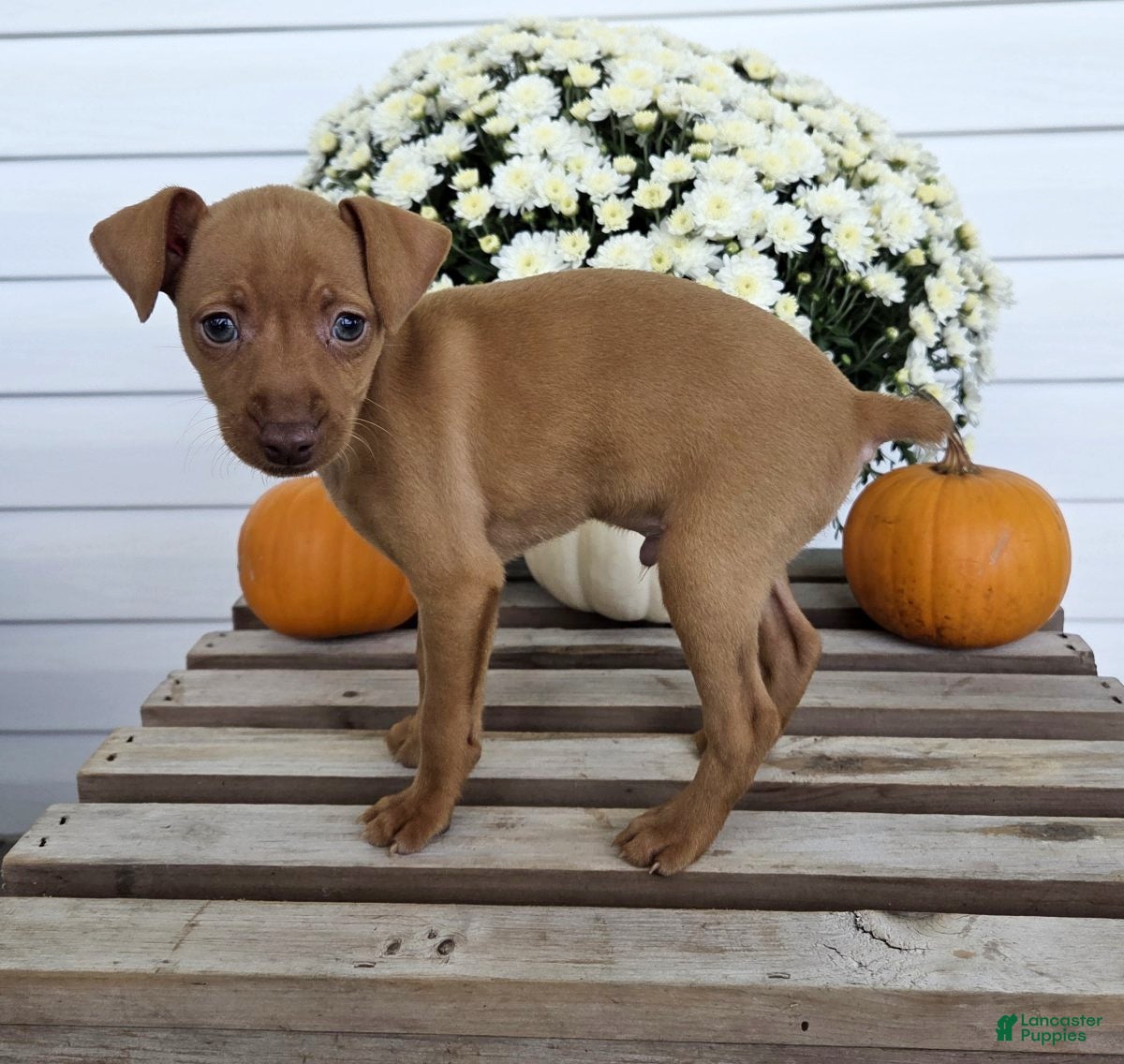 Miniature Pinscher dogs Luca - Ad 2