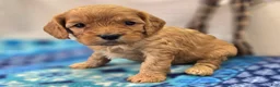 Cavapoo dogs for sale: Slate - Ad 23