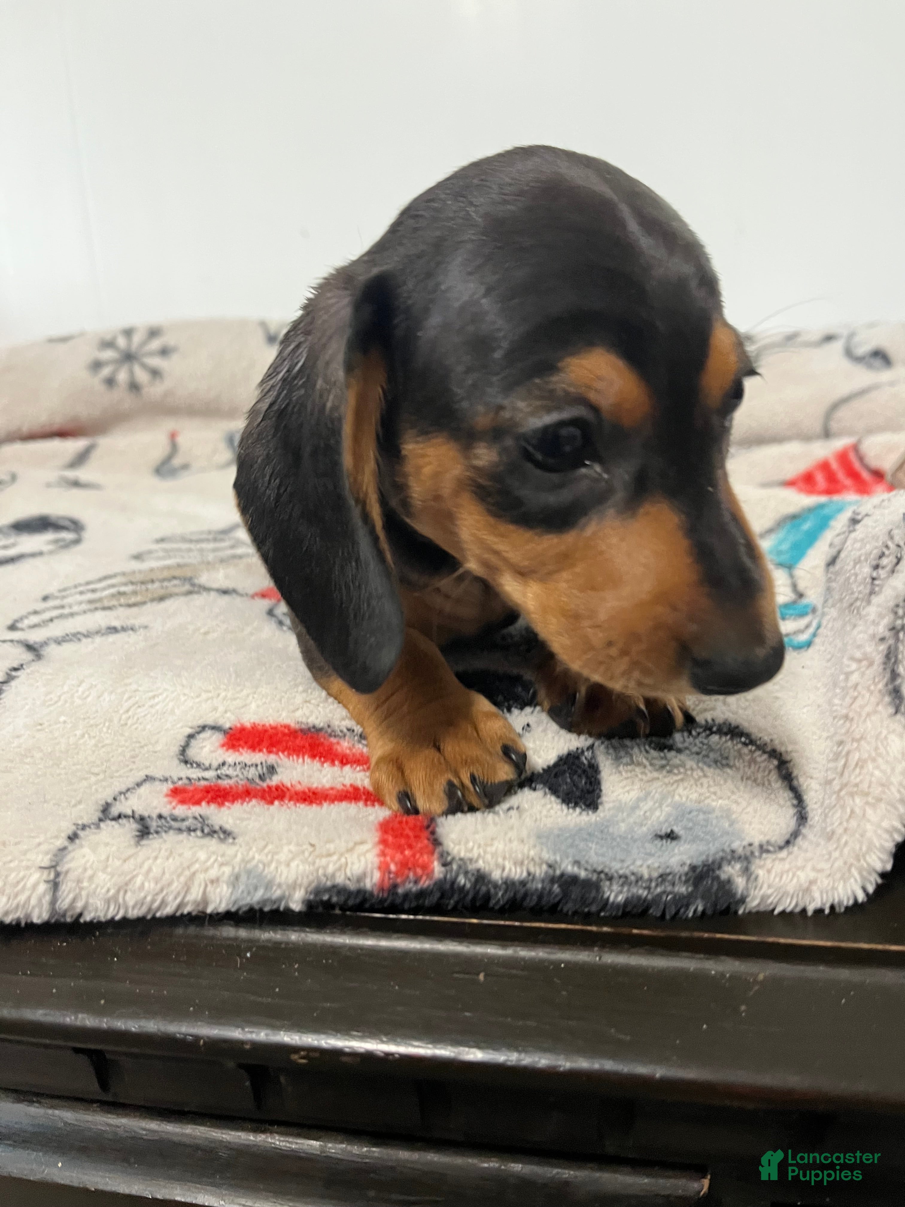 Miniature Dachshund dogs for sale: Milo - Ad 2