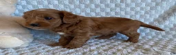 Cavapoo dogs for sale: Dumpling - Ad 5