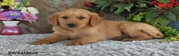 Golden Retriever dogs for sale: Mason - Ad 2