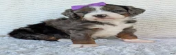 Mini Bernedoodle dogs for sale: Mini Indy - Ad 21