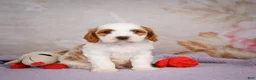 Cavapoo dogs for sale: Lonnie - Ad 2