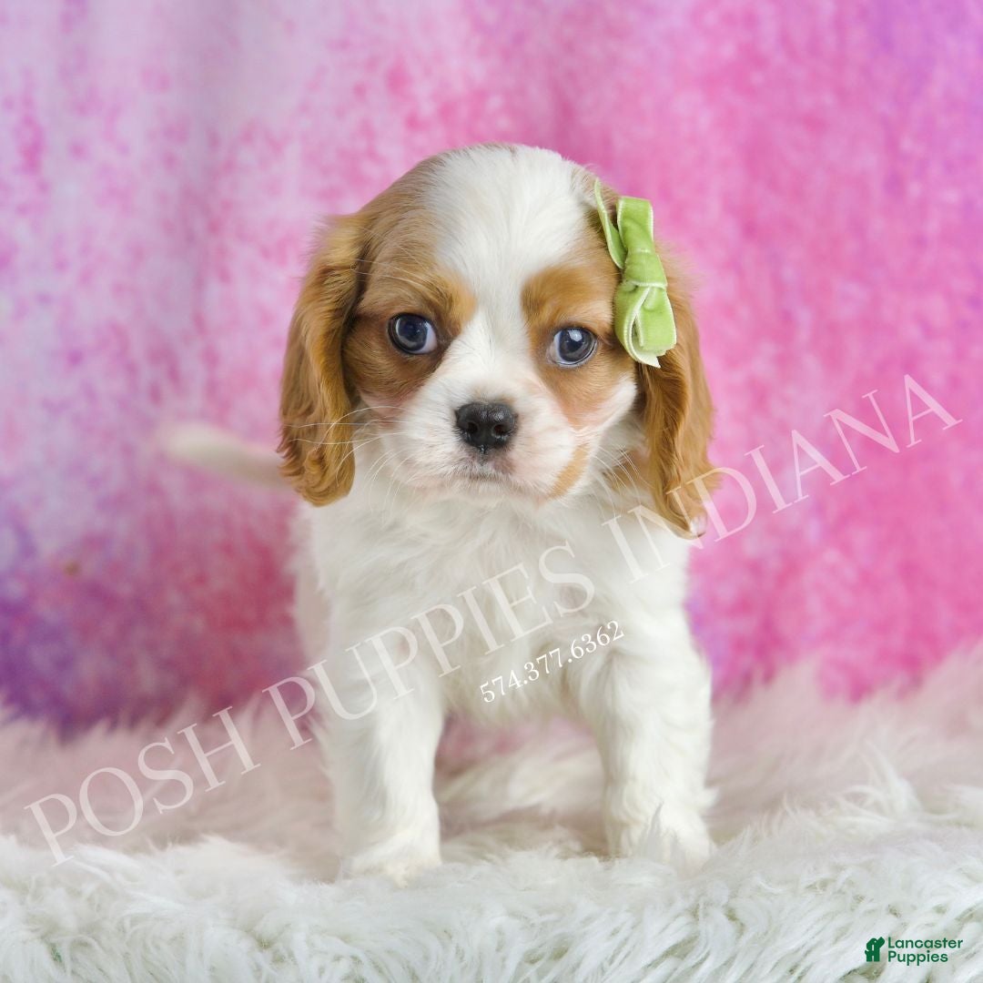 Cavalier King Charles Spaniel dogs for sale: Wesley - Ad 3