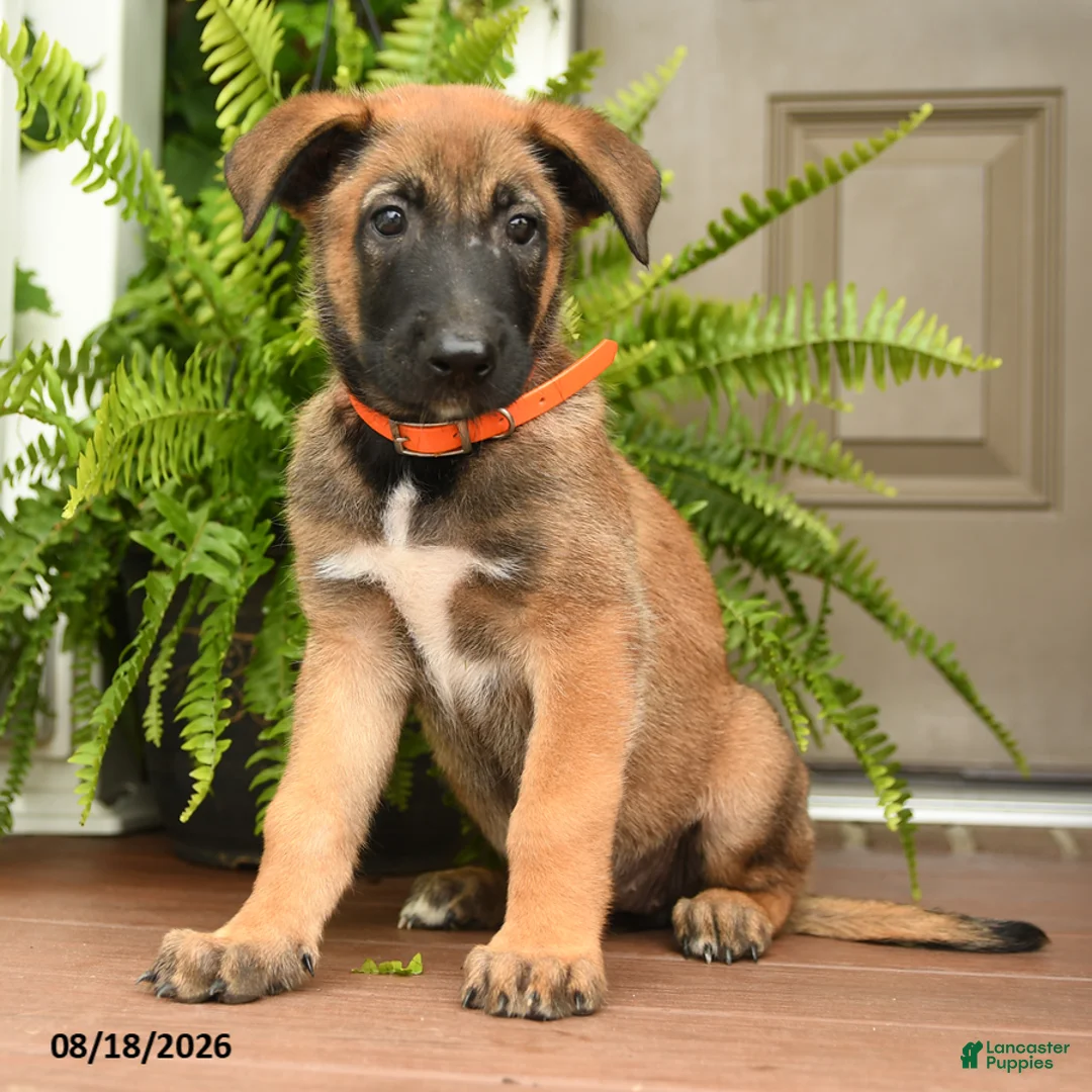 Belgian Malinois dogs for sale: Aspen - Ad 1