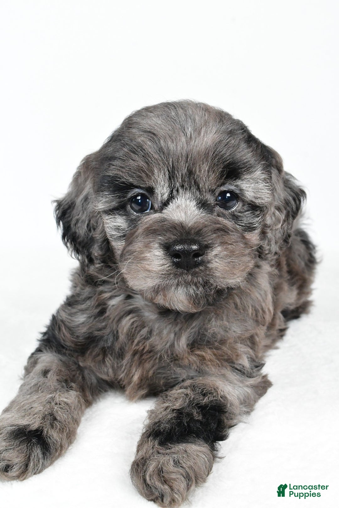 Cockapoo dogs for sale: paisley - Ad 8