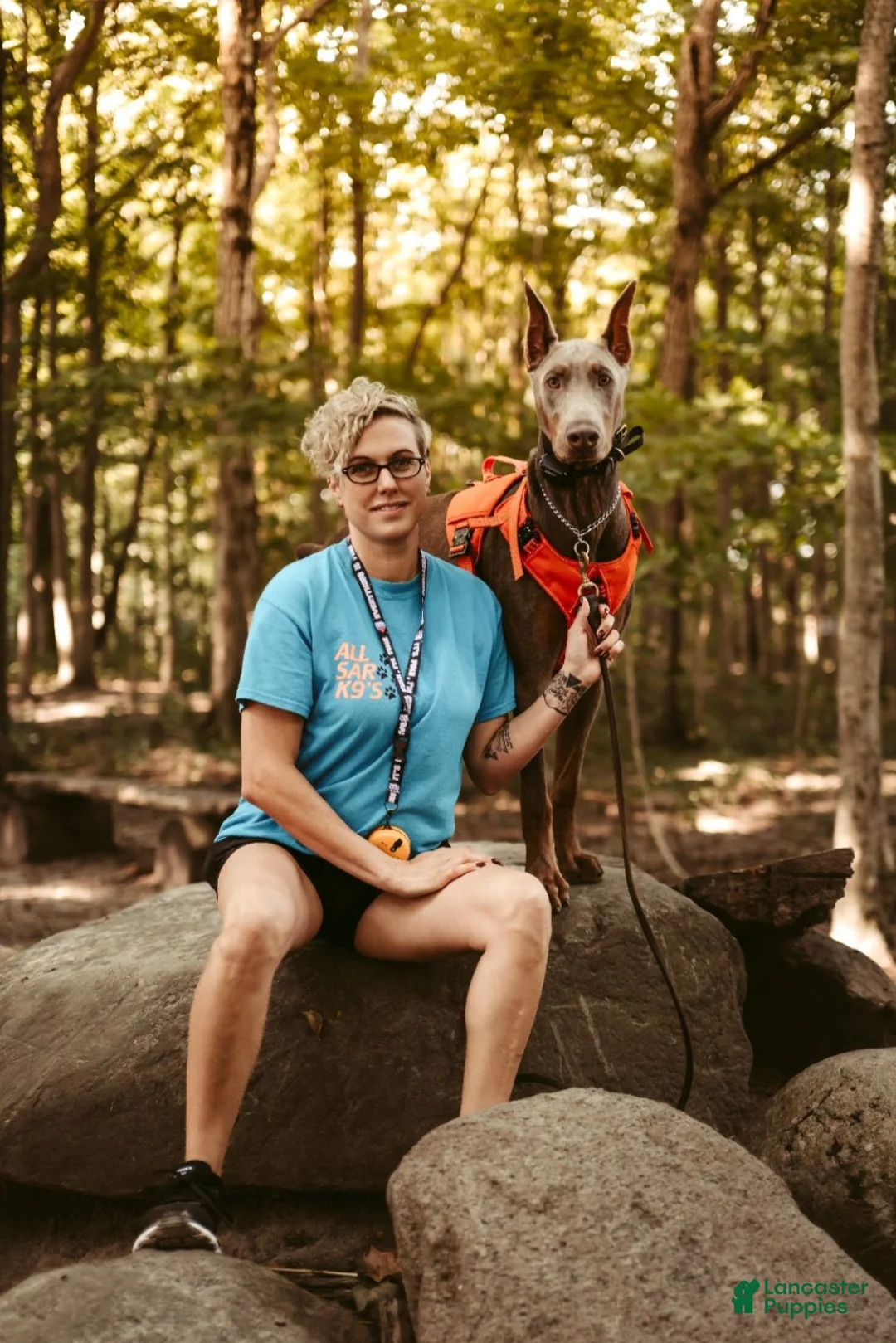 Doberman Pinscher dogs for sale: Kaladin  - Ad 2