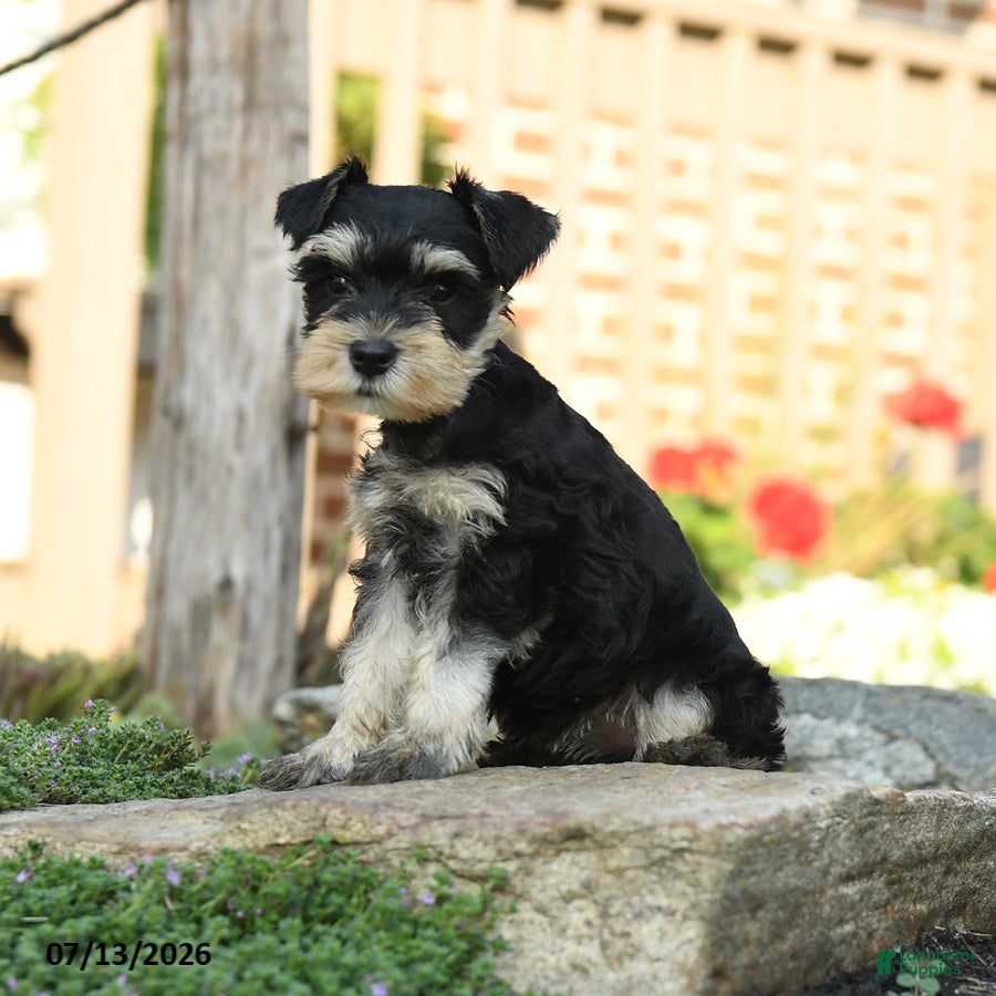 Miniature Schnauzer dogs Little cutie - Ad 2