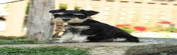 Miniature Schnauzer dogs for sale: Little cutie - Ad 2