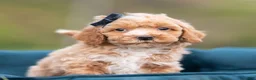 Maltipoo dogs for sale: Pimpie - Ad 5