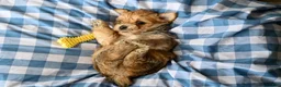 Morkie dogs for sale: Bruce - Ad 6