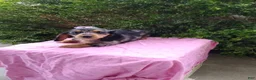 Miniature Dachshund dogs for sale: Jewel - Ad 4