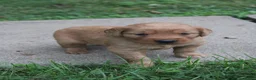 Golden Retriever dogs for sale: Golden Retriever 2 - Ad 5